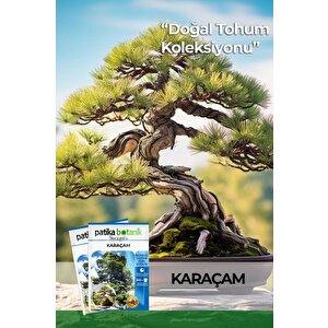 Karaçam Ağaç Tohumu