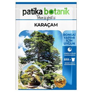 Karaçam Ağaç Tohumu