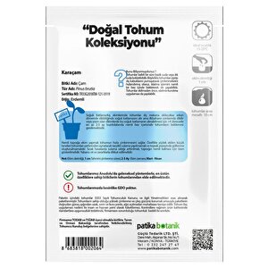 Karaçam Ağaç Tohumu