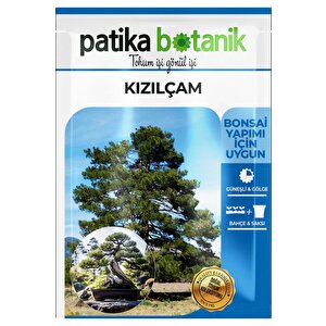 Kızılçam Ağaç Tohumu