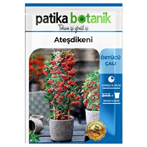 15 Adet Ateşdikeni Ağaç Tohumu