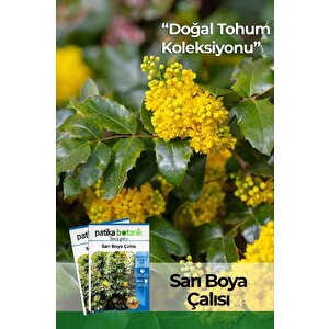 20 Adet Sarı Boya Çalısı Ağaç Tohumu
