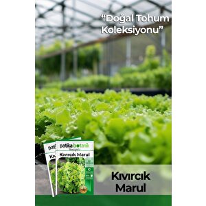 2.000 Adet Kıvırcık Marul Tohumu