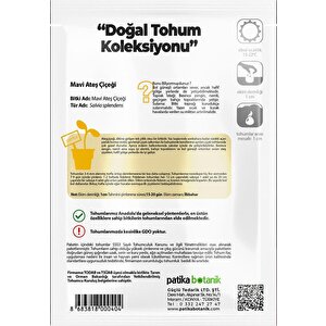 40 Adet Mavi Ateş Çiçeği Tohumu