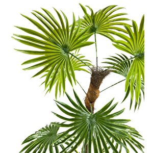 Yapay Ağaç Yelpaze Palmiye 8 Yaprak 85*55cm Siyah Aleminyum Saksı