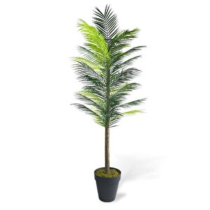 Yapay Ağaç Palmiye 160*70cm 36 Yaprak Areka Ağacı Siyah Saksıda Tek Gövdeli