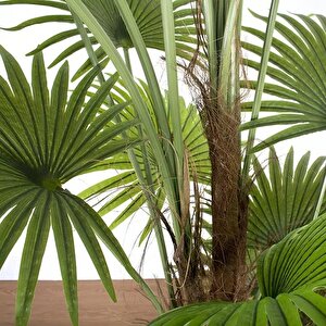 Yapay Ağaç Palmiye Ağacı 200cm Dev Fanpalm Ağacı 17 Yaprak