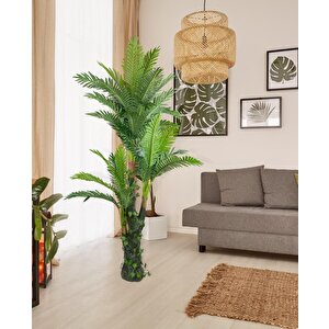 Yapay Ağaç Areka Palmiye 165*90 Doğal Gövdeli 36 Yaprak