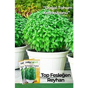 100 Adet Top Fesleğen - Top Reyhan (ocimum Basilicum) Çiçek Tohumu