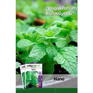 100 Adet Nane (mentha) Çiçek Tohumu