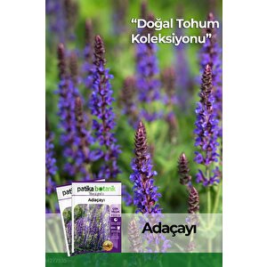 50 Adet Adaçayı (salvia Officinalis) Çiçek Tohumu