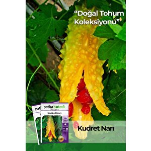 5 Adet Kudret Narı Tohumu