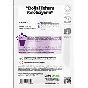 5 Adet Kudret Narı Tohumu