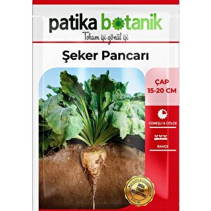 150 Adet Şeker Pancarı Tohumu