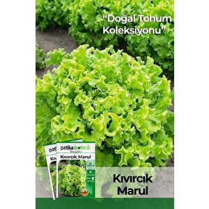 1500 Adet Yerli Ata Kıvırcık Marul Tohumu