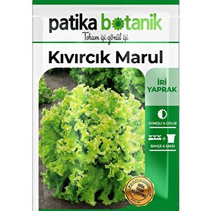 1500 Adet Yerli Ata Kıvırcık Marul Tohumu