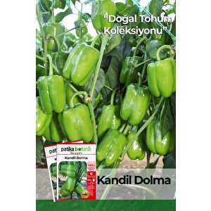 200 Adet Kandil Dolma Biber Tohumu