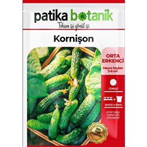75 Adet Yerli Ata Kornişon (turşuluk) Salatalık Tohumu