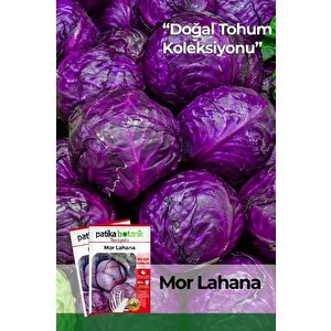 400 Adet Yerli Ata Kırmızı (mor) Lahana Tohumu