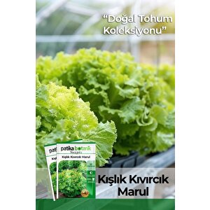 1500 Adet Yerli Ata Kışlık Kıvırcık Marul Tohumu