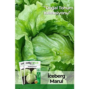 1000 Adet Göbek İceberg Marul Tohumu