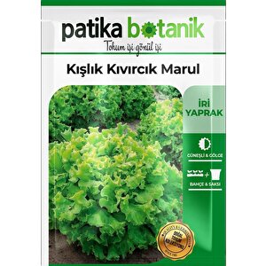 2000 Adet Kışlık Kıvırcık Marul Tohumu