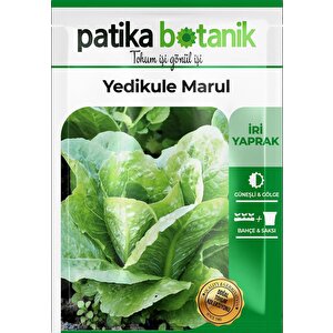 1.500 Adet Ata Tohumu Yerli Yedikule Marul