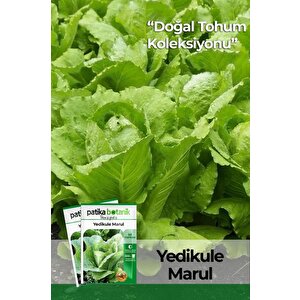2000 Adet Yedikule Marul Tohumu