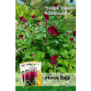 Horozibiği (celosia) Çiçek Tohumu 100 Adet