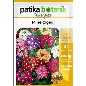 50 Adet Mine (verbena) Çiçek Tohumu