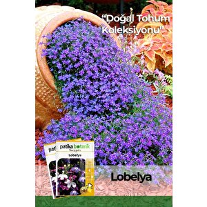 100 Adet Lobelya Çiçek Tohumu (lobeliaerinus)