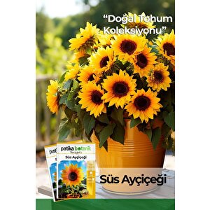 50 Adet Süs Ayçiçeği (helianthus Debilis) Çiçek Tohumu