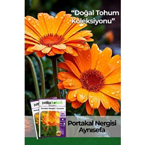 30 Adet Portakal Nergisi - Aynı Sefa Çiçek Tohumu