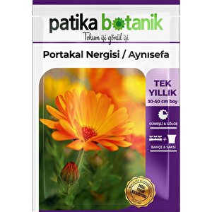 30 Adet Portakal Nergisi - Aynı Sefa Çiçek Tohumu