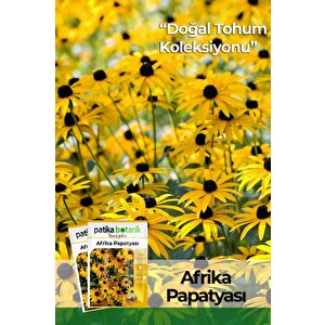 Afrika Papatyası (rudbeckia) Çiçek Tohumu 100 Adet