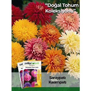 50 Adet Saray Patı (kasım Patı) Çiçek Tohumu