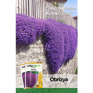 100 Adet Obrizya Çiçek Tohumu (aubrieta)