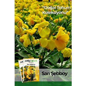 100 Adet Şebboy Sarı (cheiranthus Cheiri) Çiçek Tohumu 100 Adet