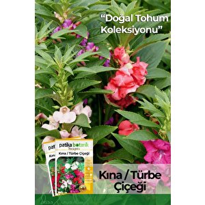 Türbe Çiçeği (ımpatiens Balsamina) Çiçek Tohumu 30 Adet