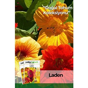 6 Adet Laden (tropaeolum Majus) Çiçek Tohumu