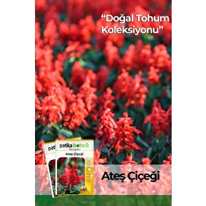 30 Adet Ateş Çiçeği (salvia Splendens) Çiçek Tohumu