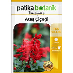 30 Adet Ateş Çiçeği (salvia Splendens) Çiçek Tohumu