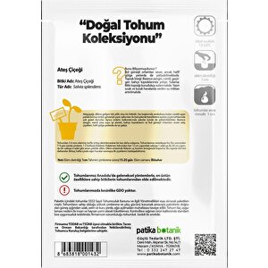 30 Adet Ateş Çiçeği (salvia Splendens) Çiçek Tohumu