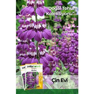 100 Adet Mor-beyaz Çin Evi Çiçek Tohumu (colli̇nsi̇a Heterophylla)