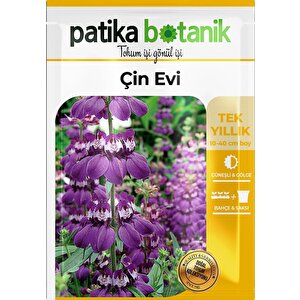 100 Adet Mor-beyaz Çin Evi Çiçek Tohumu (colli̇nsi̇a Heterophylla)