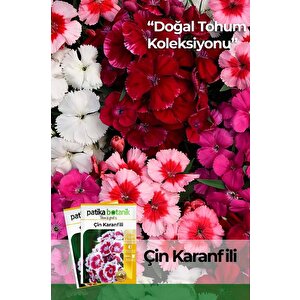 100 Adet Çin Karanfili (dianthus Chinensis) Çiçek Tohumu