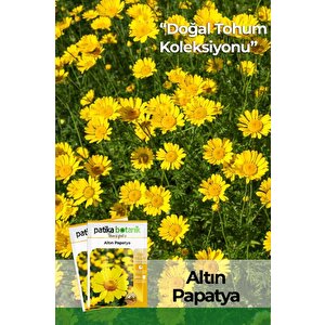 100 Adet Altın Papatya Tohumu (anthemis Tinctoria Kelwayii)
