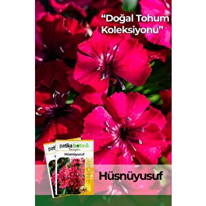 100 Adet Hüsnüyusuf (dianthus Barbatus L.) Çiçek Tohumu