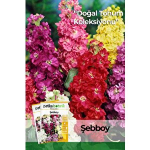 100 Adet Şebboy (mathiola İncana) Çiçek Tohumu