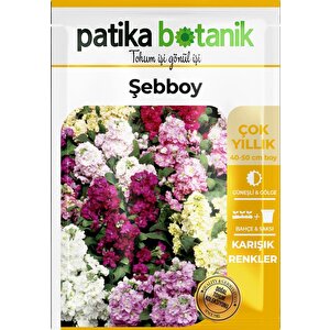100 Adet Şebboy (mathiola İncana) Çiçek Tohumu